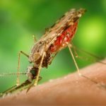 Choosing The Right Pest Control Company