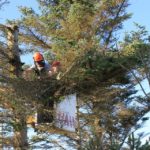 Tips For Hiring Professional Tree Removal Service