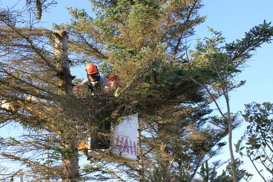 cutting tree
