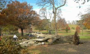tree removed